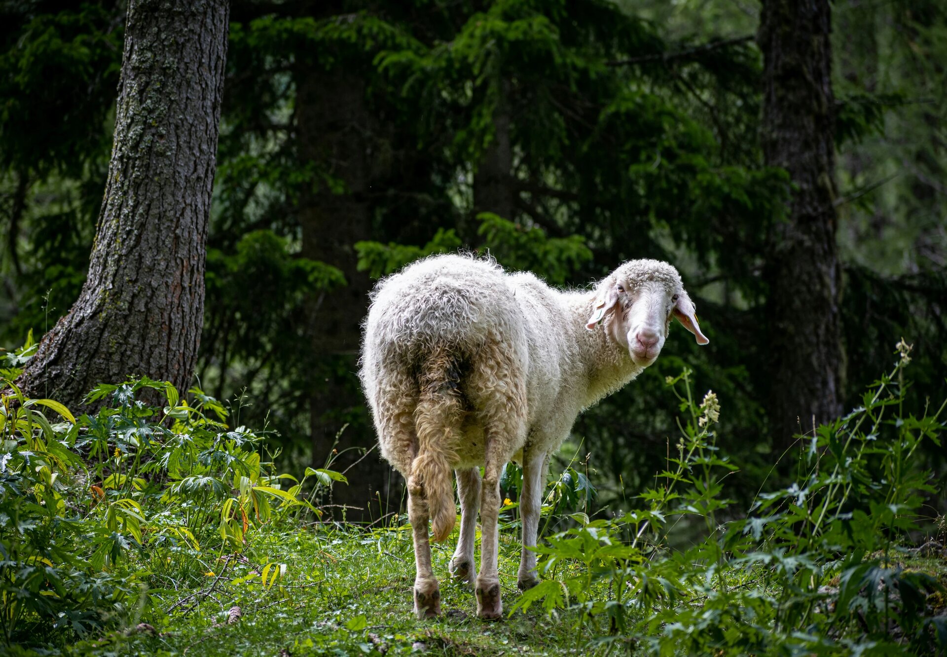 Tiroler Bergschaf